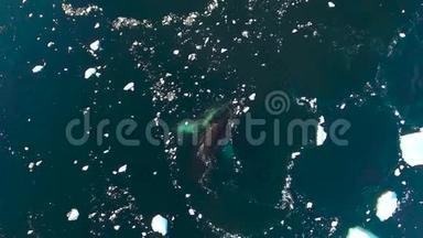 鲸鱼在水中漂浮着冰块。 安德列夫。